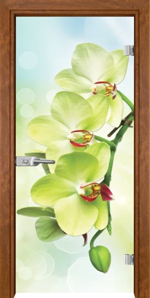 Стъклена врата Gama Print 13-3 Green, Златен дъб